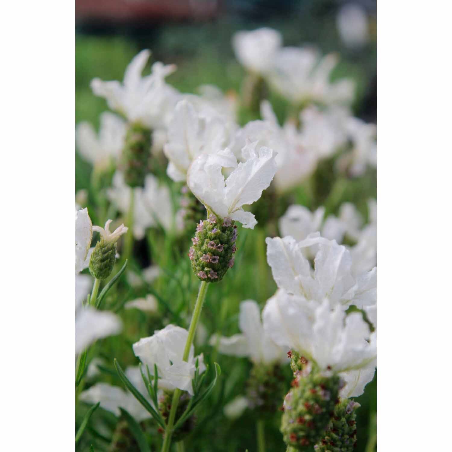 Lavender White Sensation PVR