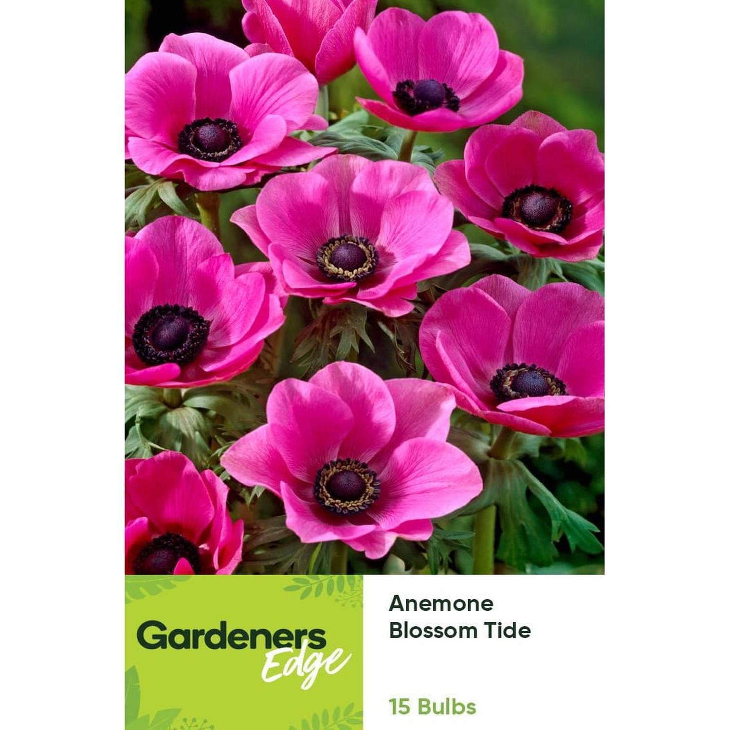 Anemone Single Lilac Pink Blssm  Td 15 pack