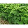 Parsley Affro