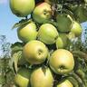 Apple Bolero