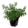 Cistus skanbergii 3.3 litre