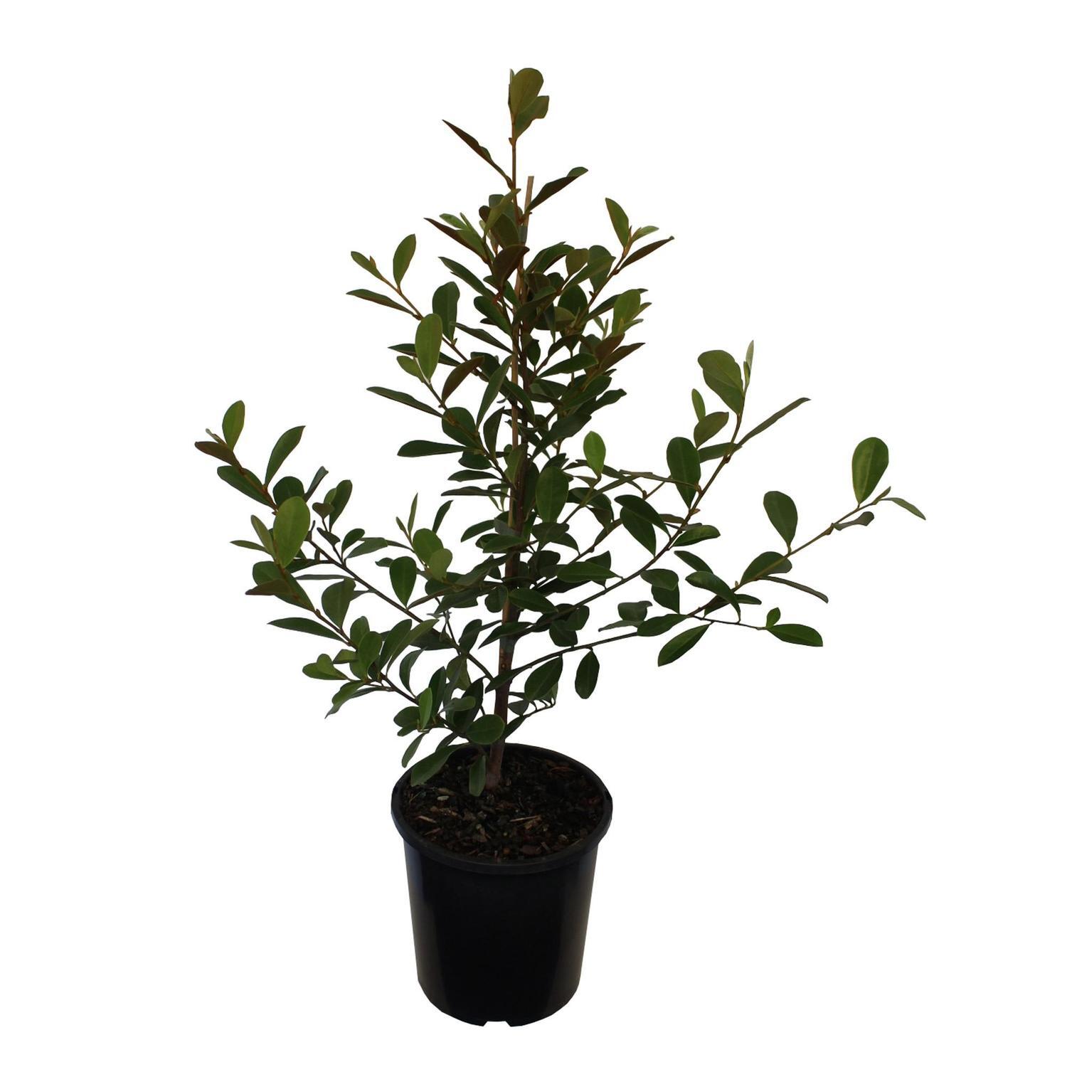 Michelia Honey Velvet