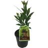 Bay Tree