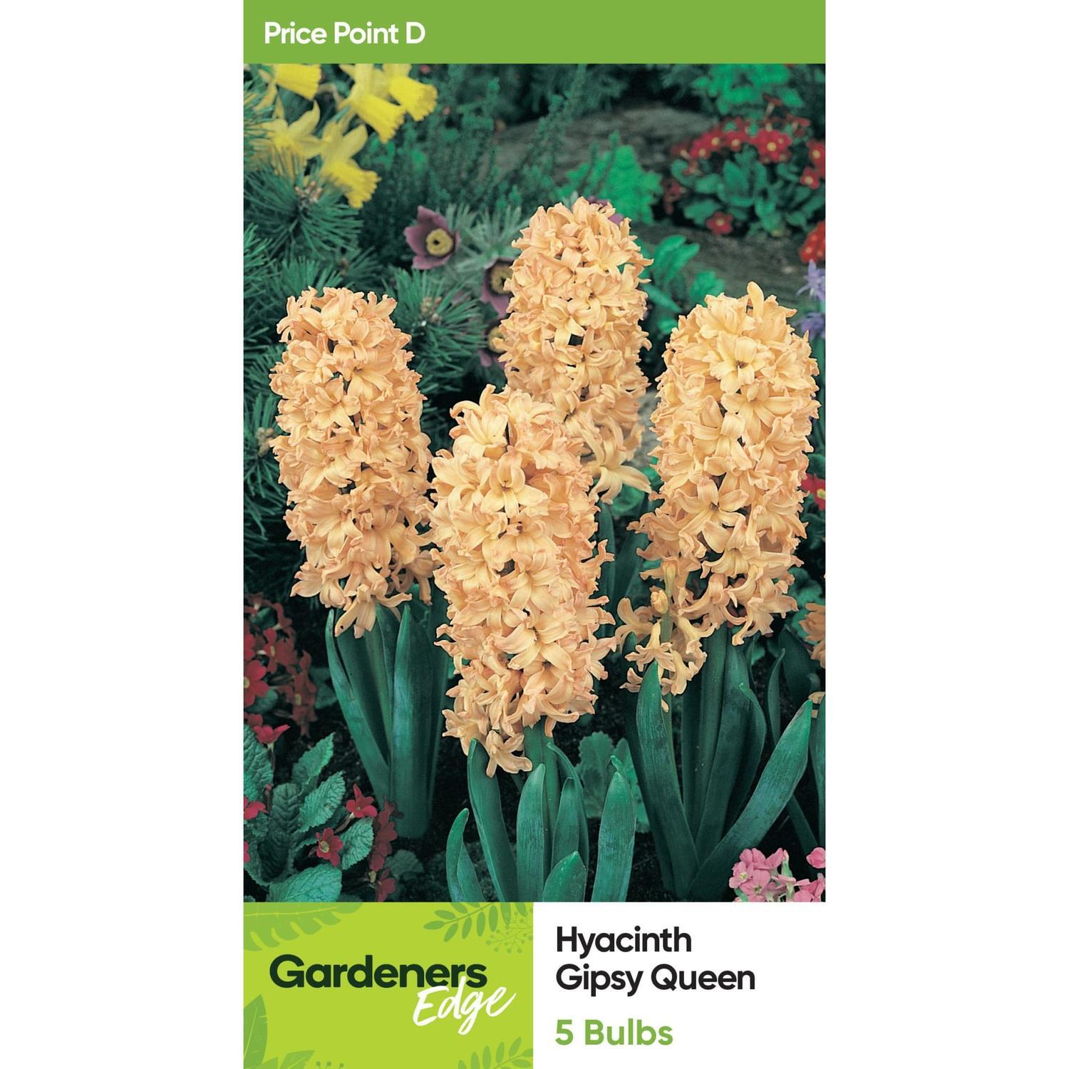 Hyacinth 'Gipsy Queen'
