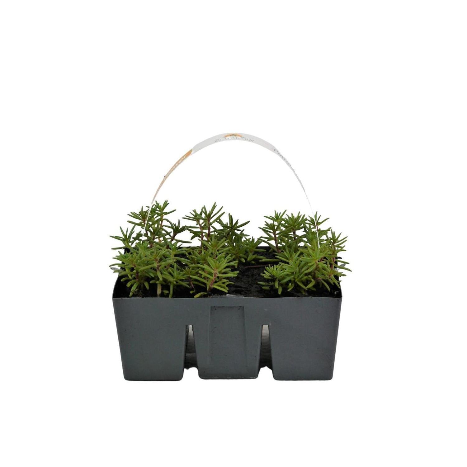 Portulaca