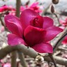 Magnolia Vulcan