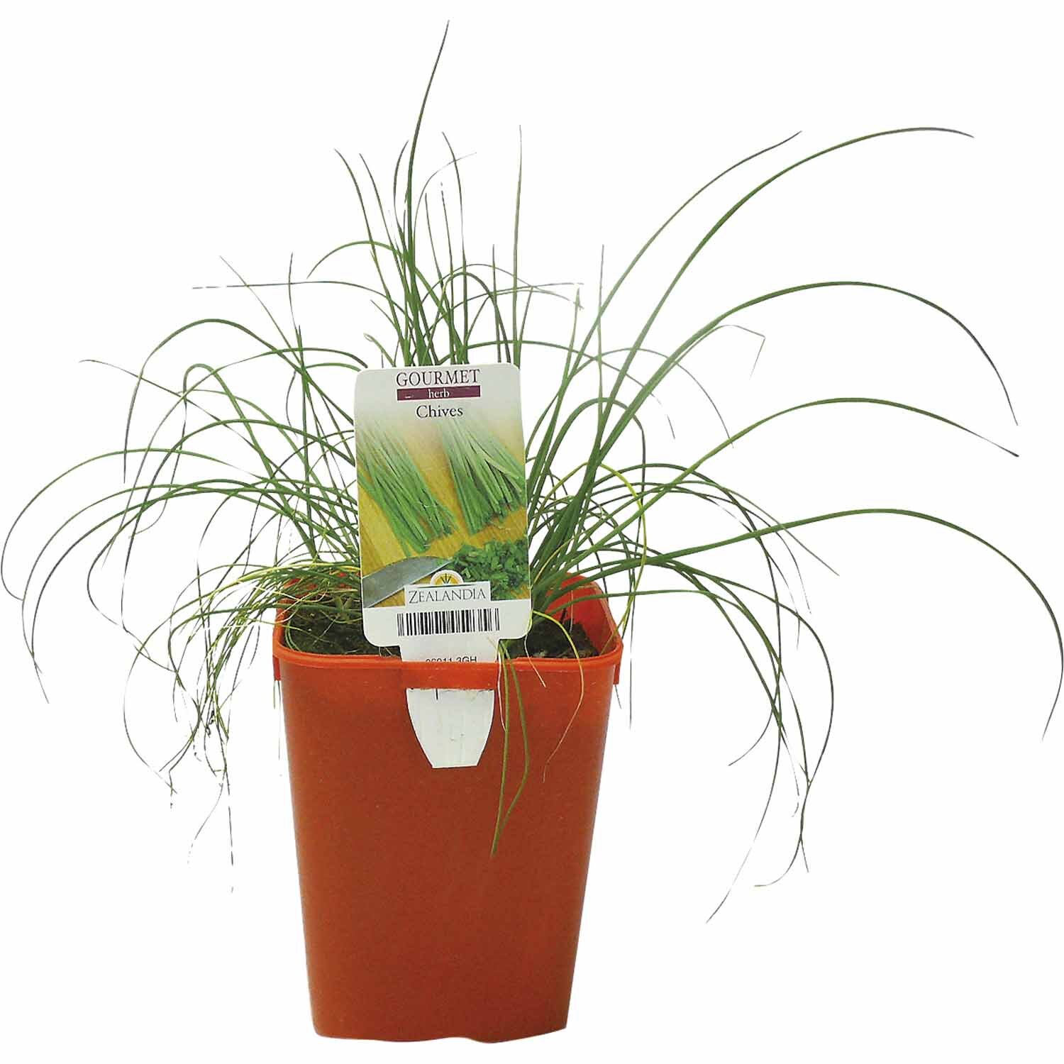 Herb Chives