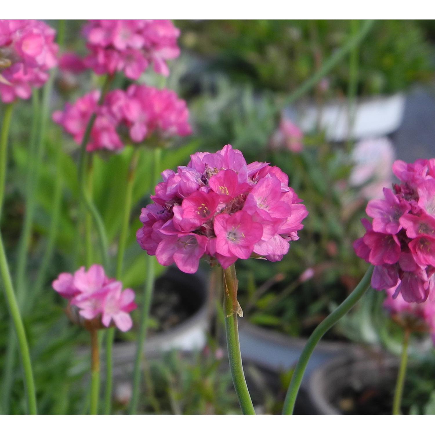 Armeria Pacific Giant