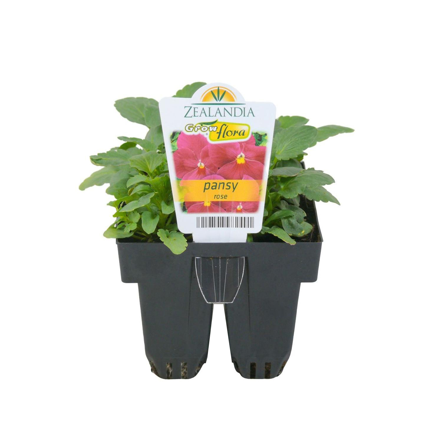 Pansy Delta