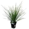 Lomandra Tanika
