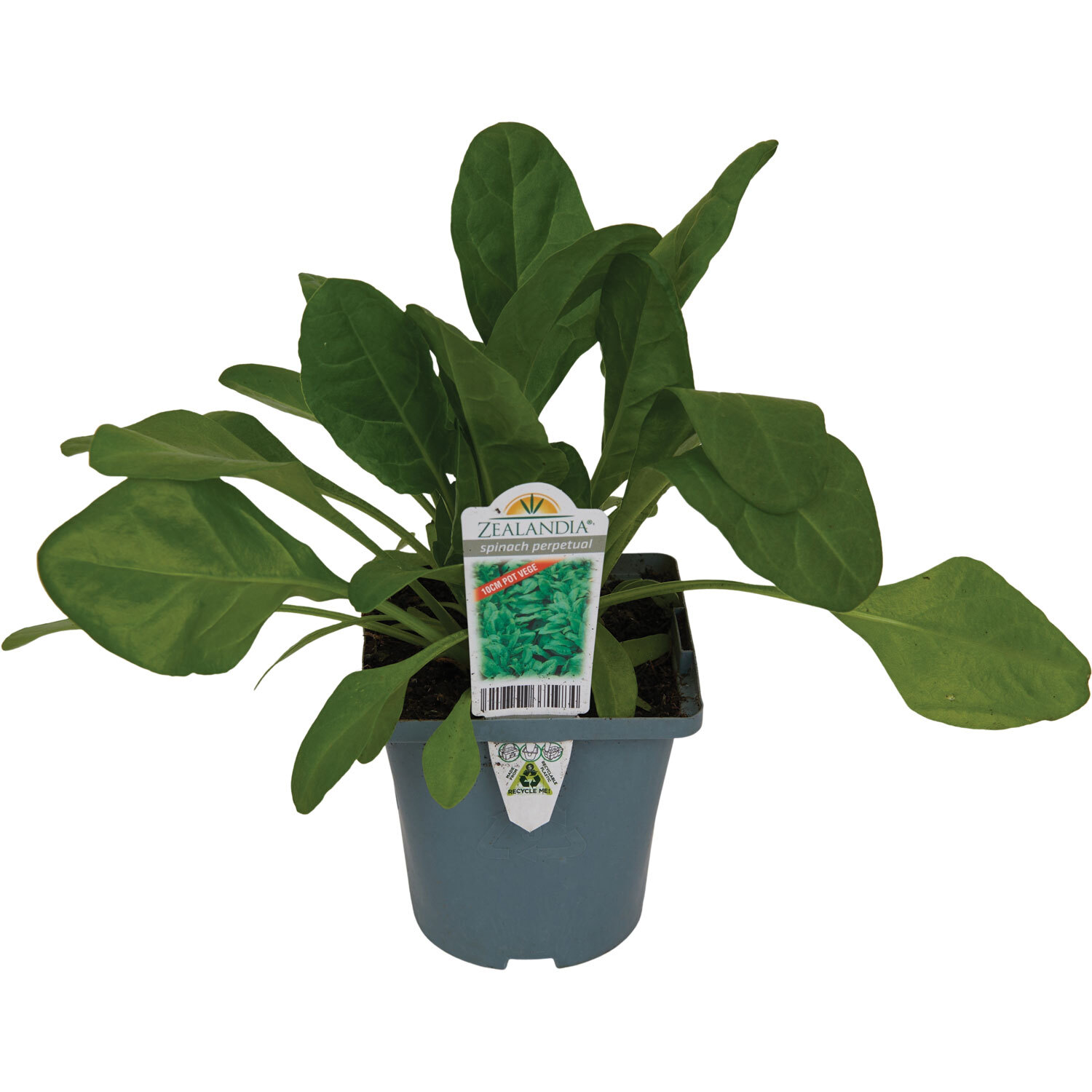 Spinach Perpetual