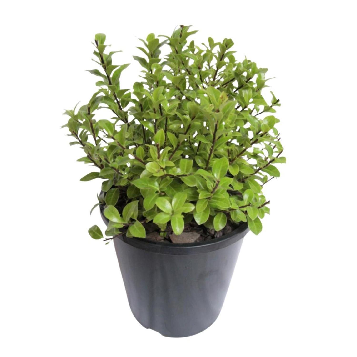 Pittosporum Little Burger  1.5L  Green