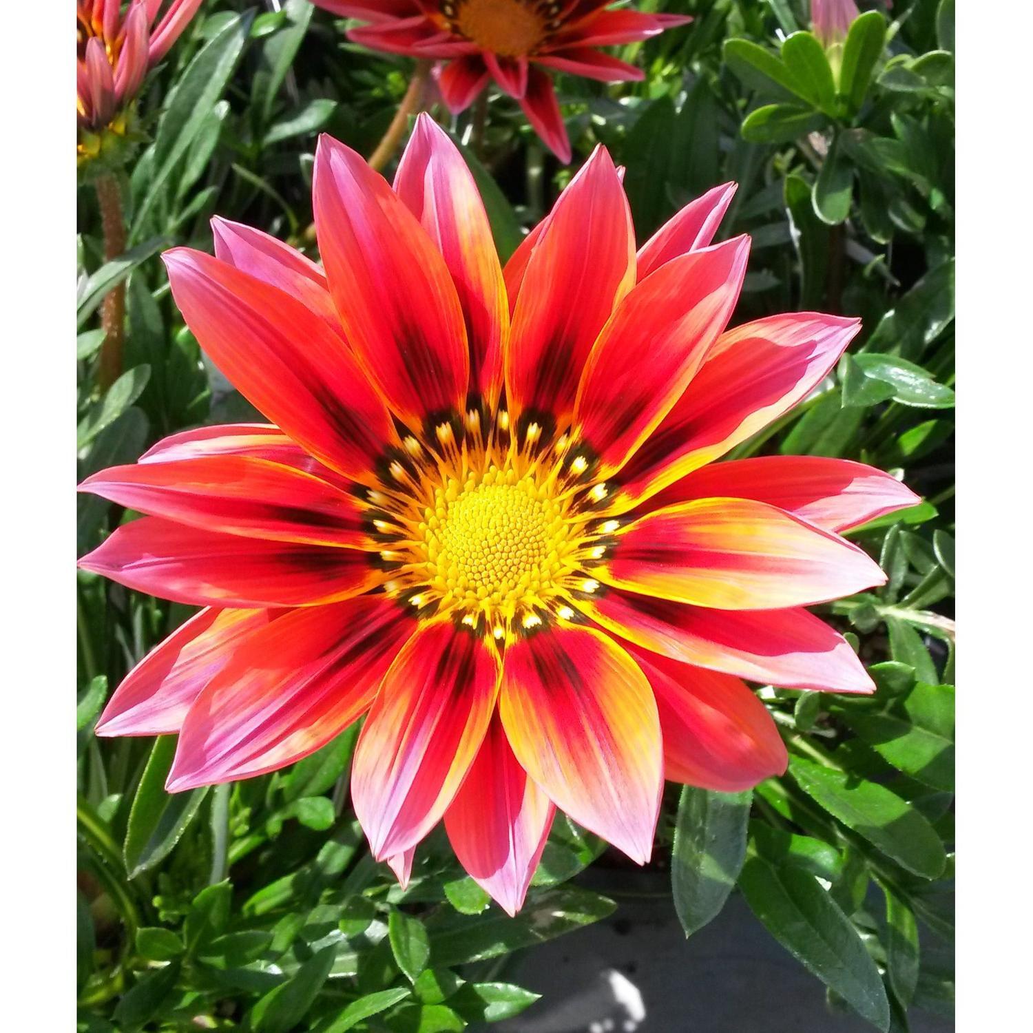 Gazania Sunrise