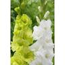 Gladioli Spring Dawn Mix 20 Pack