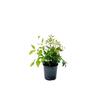Nandina Firepower 2.5 Litre
