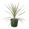Cordyline Albertii