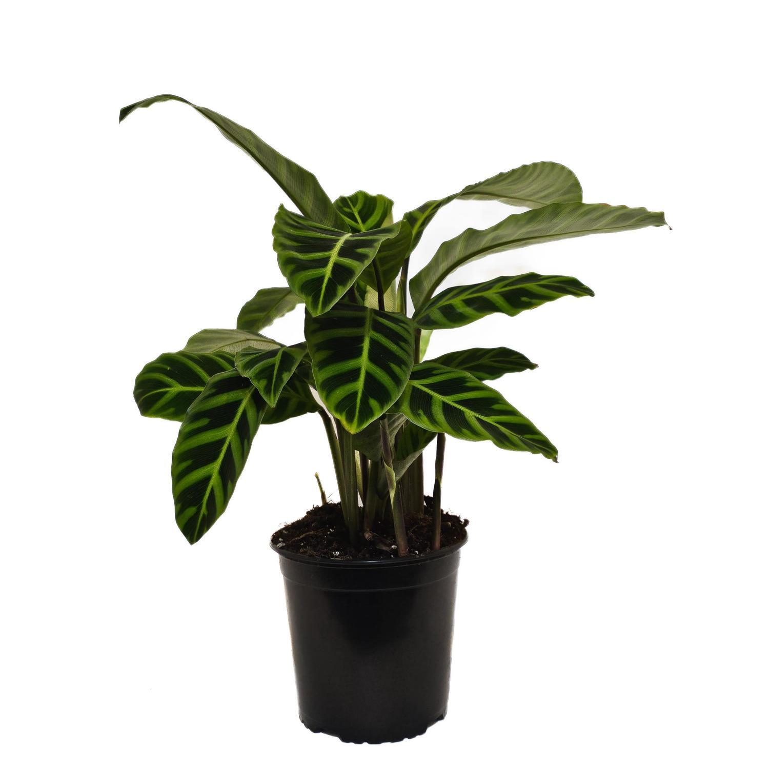 Calathea Zebrina 17cm