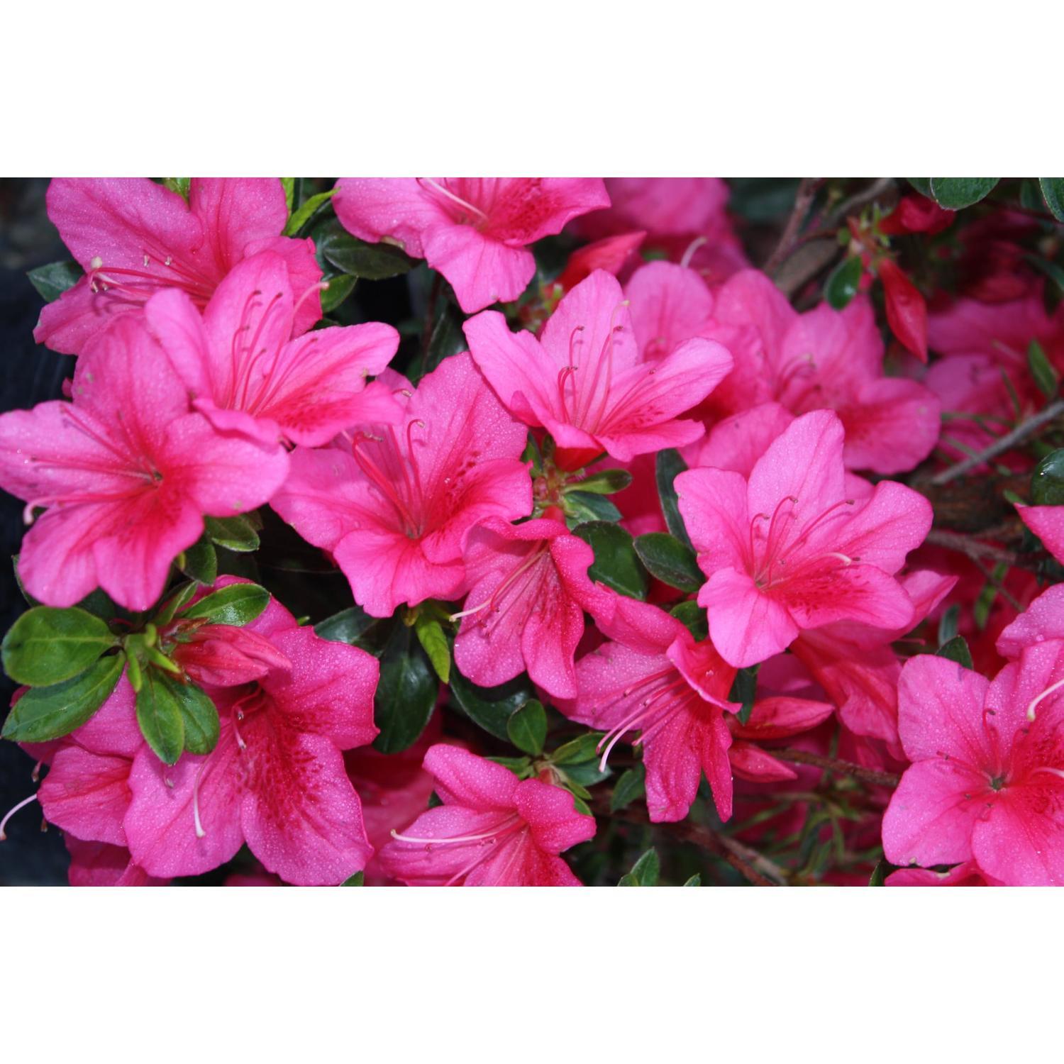 Azalea