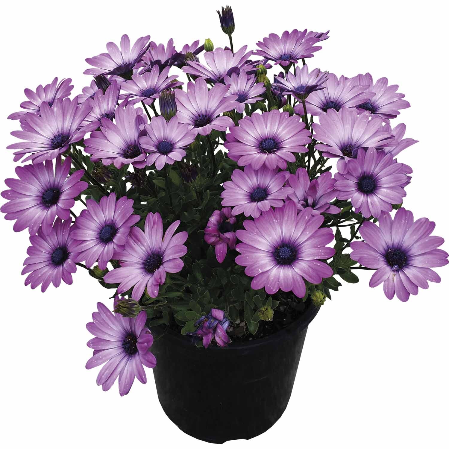 Osteospermum Margarita Assorted