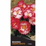 Begonia Crispa