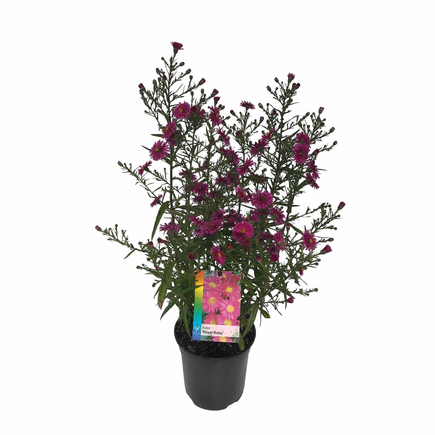 Aster Royal Ruby