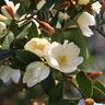 Michelia Honey Velvet