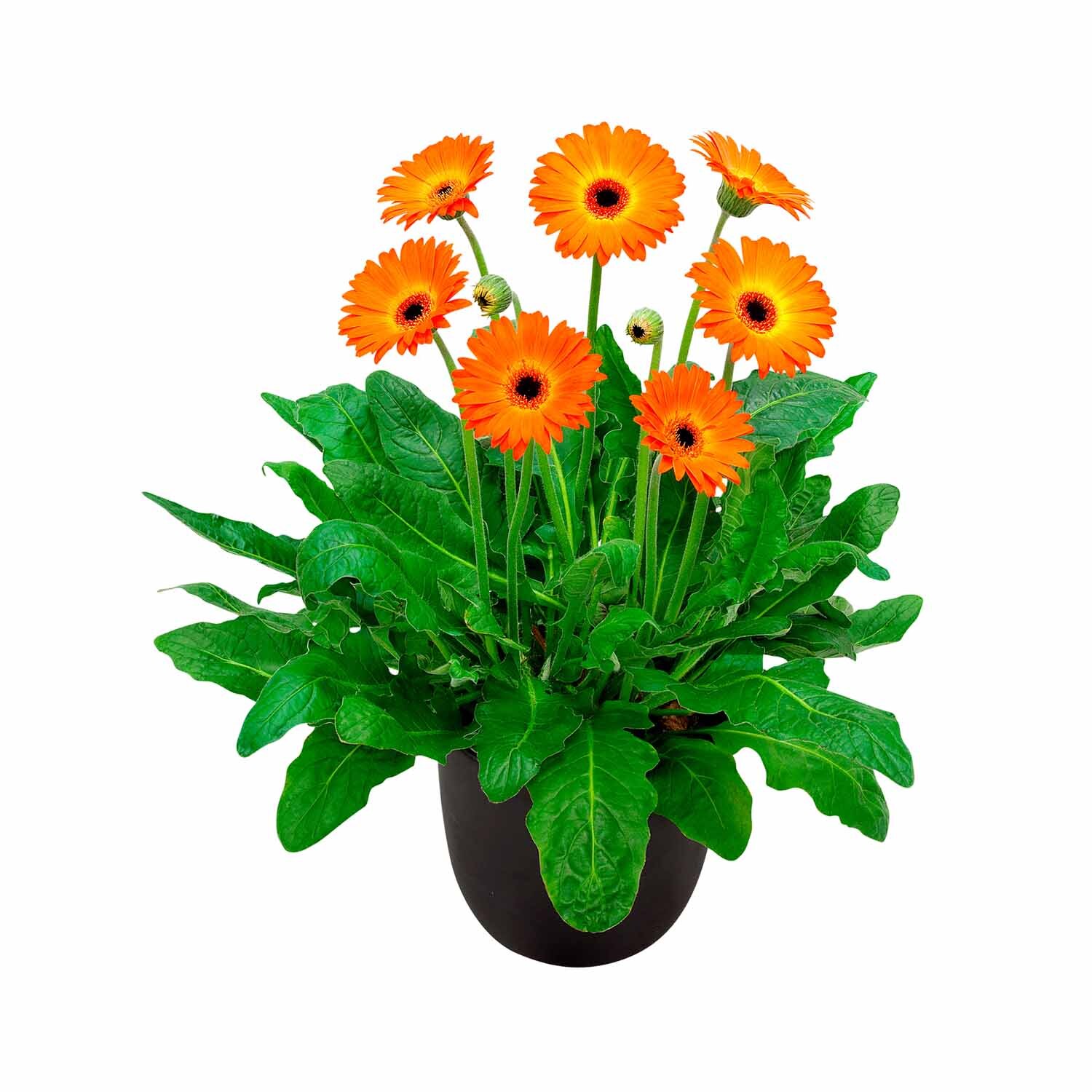 Gerbera Garvinea Sweet Sunset