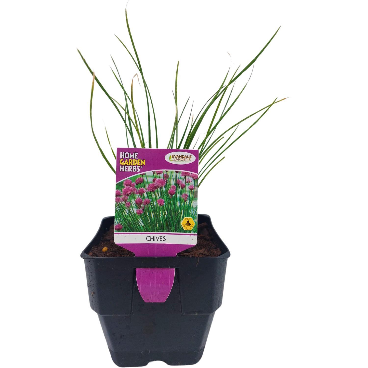 Chives