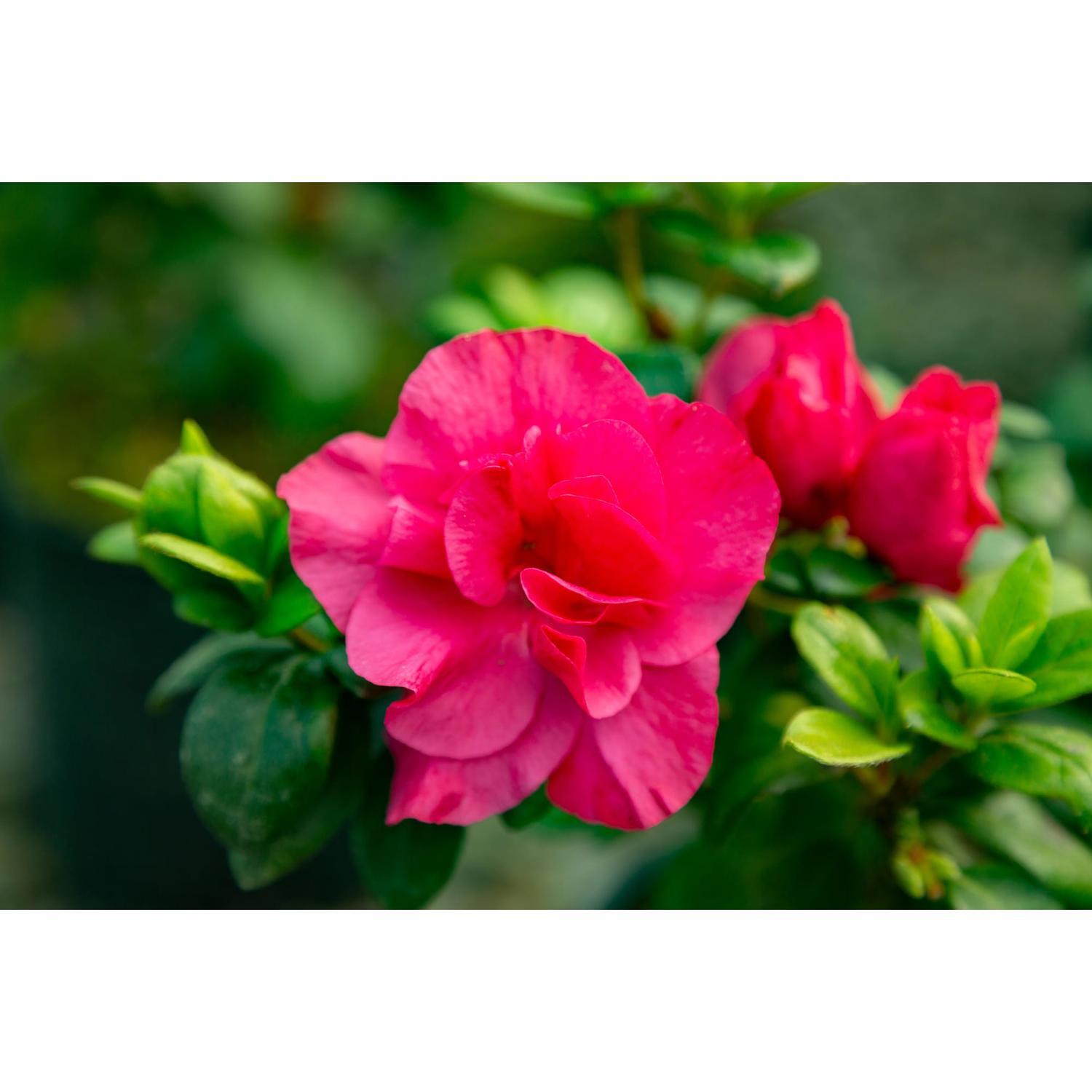 Azalea