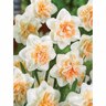Daffodil Double 'Delnashaugh'