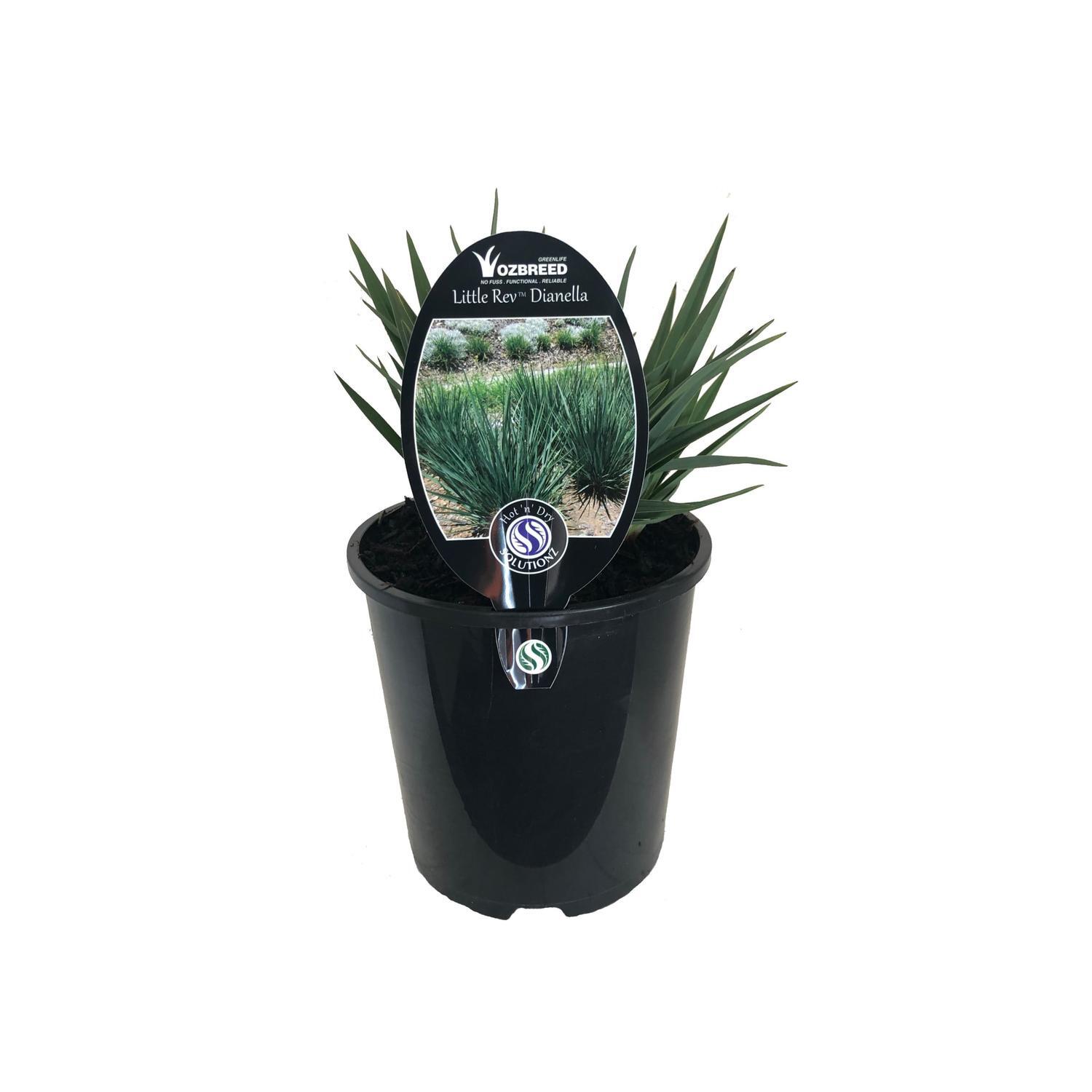 Dianella LIttle Rev