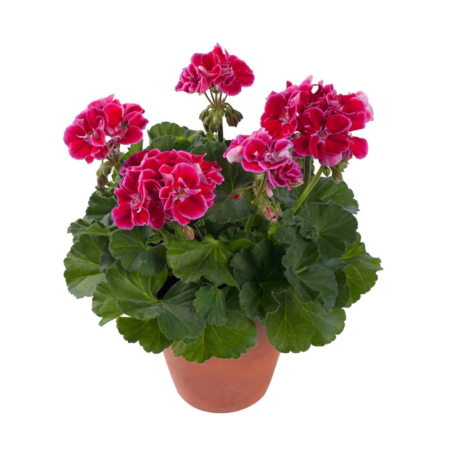 Pelargonium Dark Delight Spanish Wine