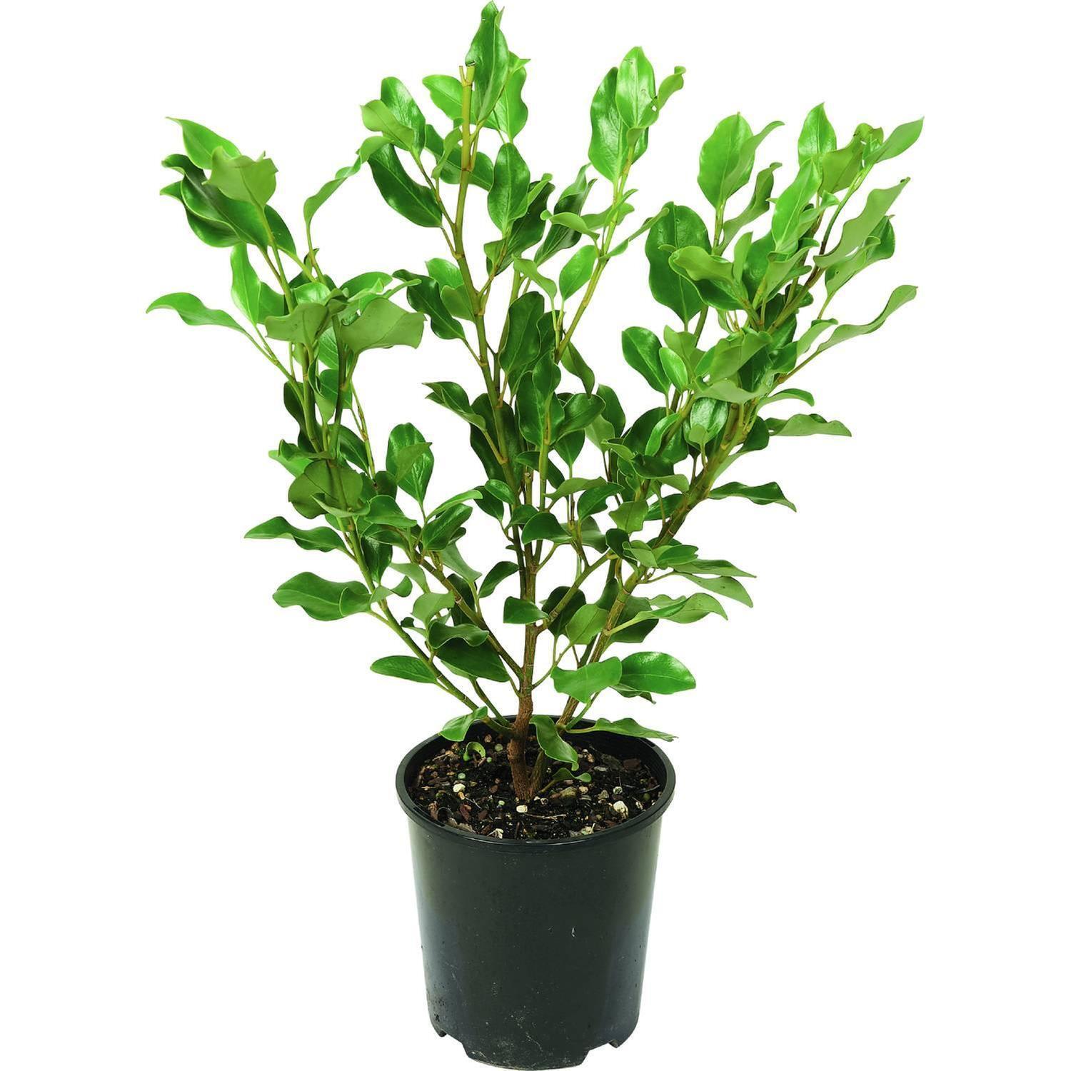 Griselinia Littoralis Broadway Mint