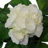 Hydrangea Schneeball