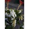 Pieris Temple Bells