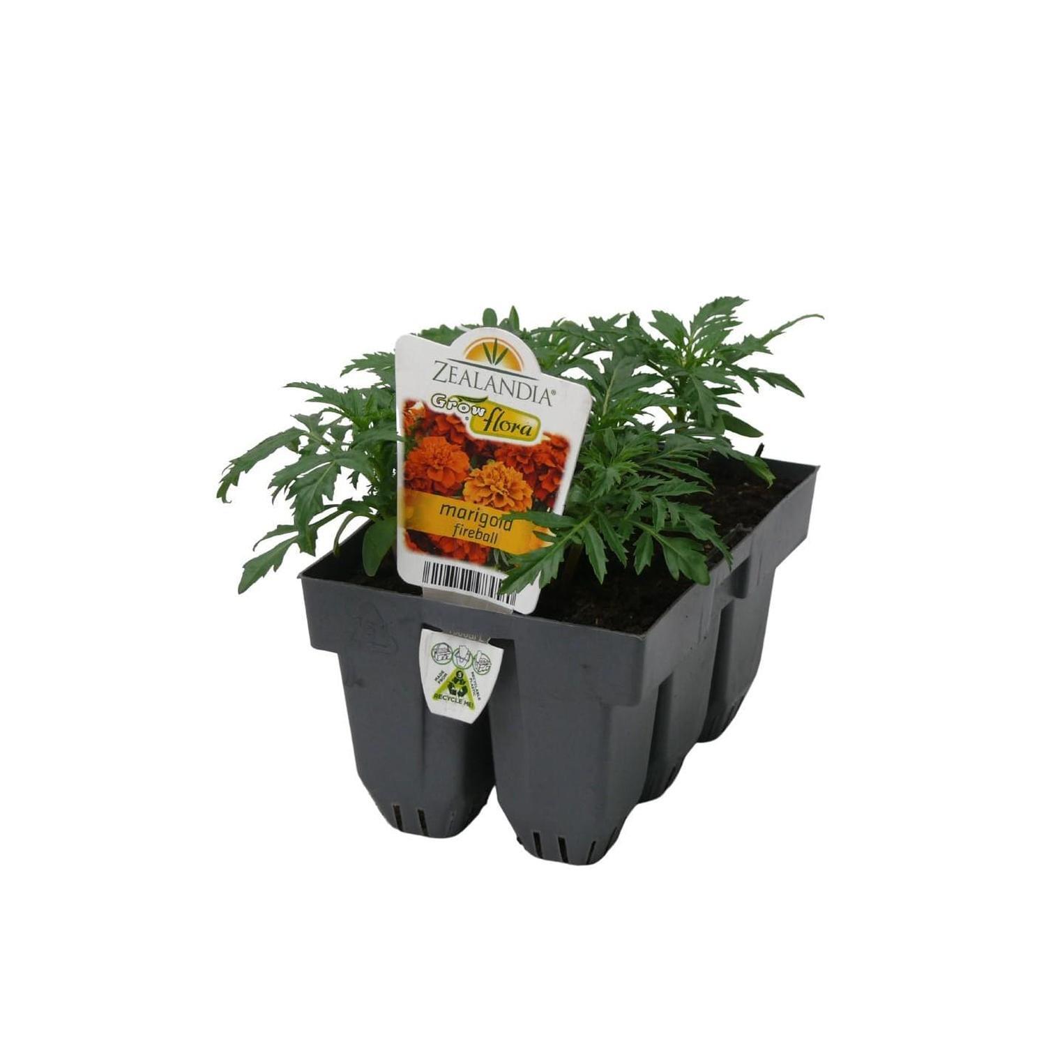 Marigold Fireball