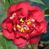Camellia Japonica Maroon and Gold