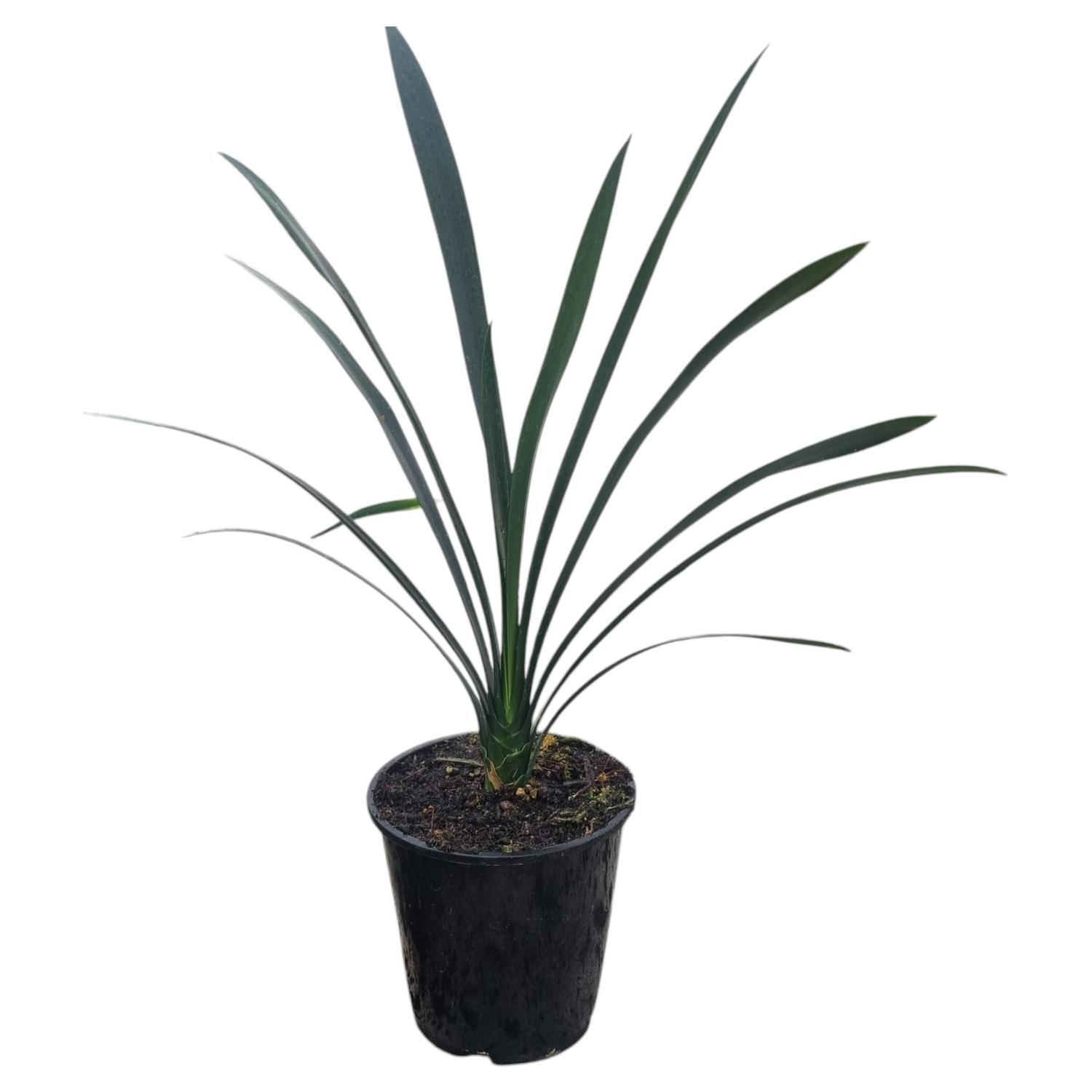 Clivia Miniata 3.3L