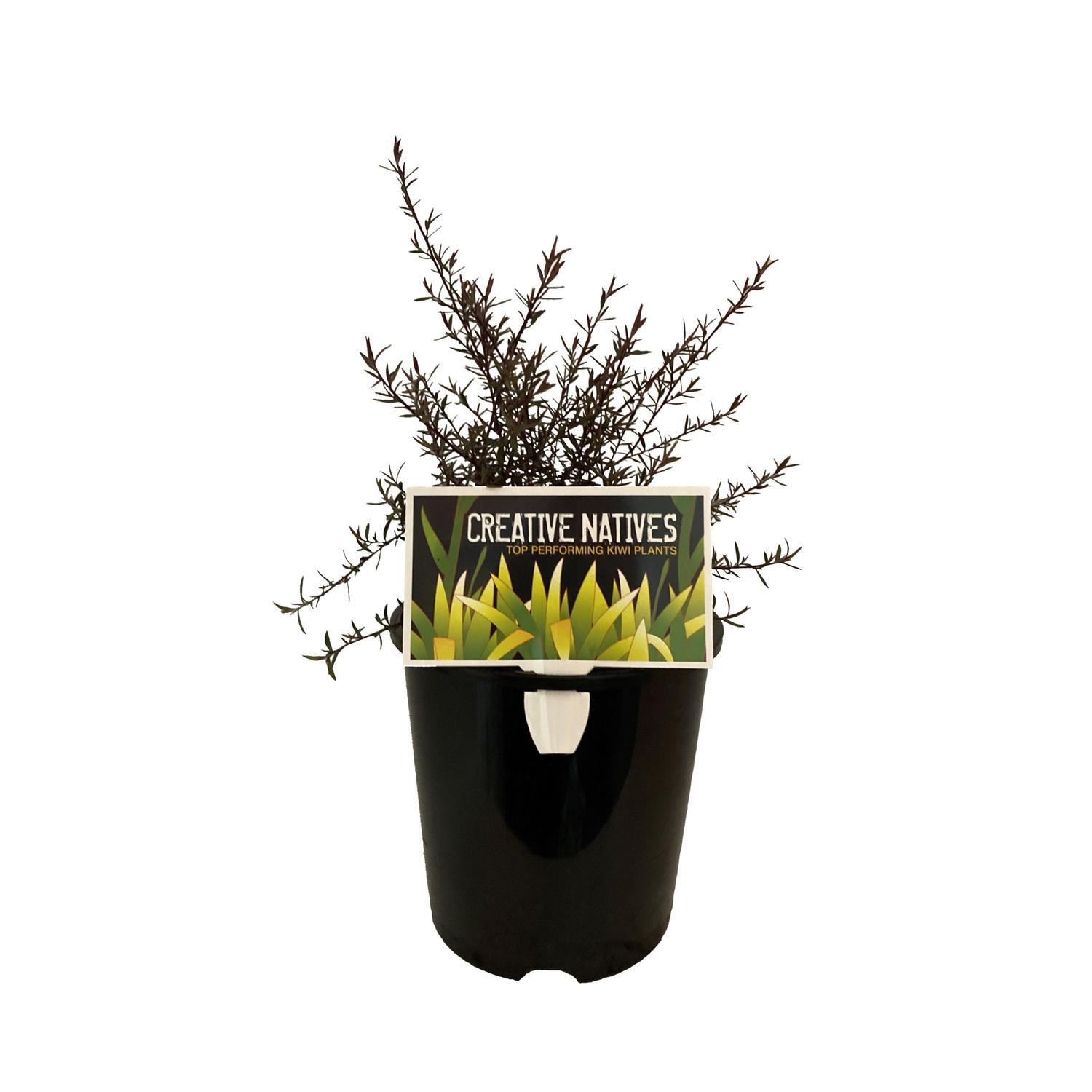 Leptospermum Burgundy Queen