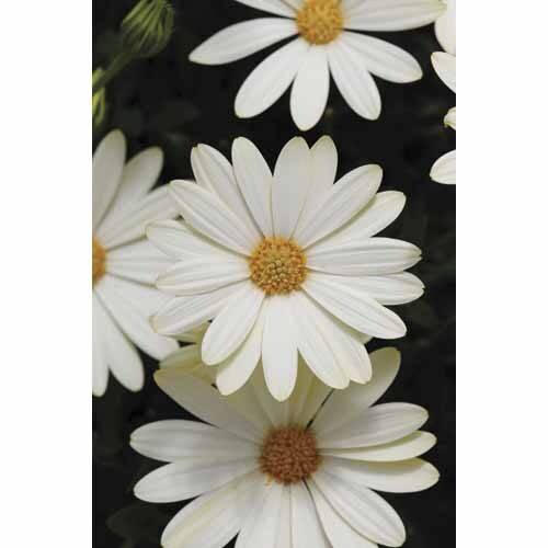 Osteospermum Voltage White Lightning
