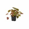 Begonia Rex Little Devils