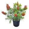 Callistemon McArthur 4L