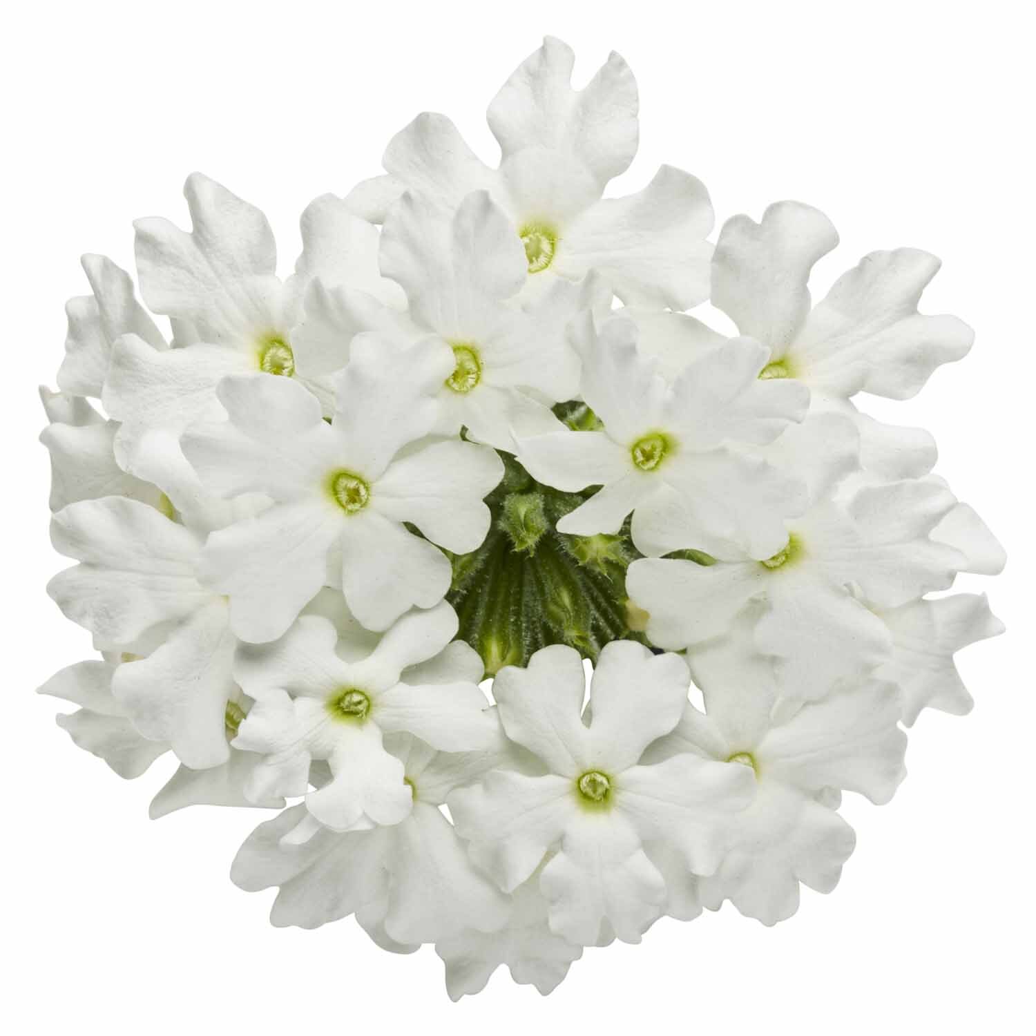 Verbena Royale Whitecap