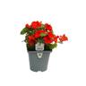 Flowering Colour