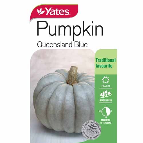 Pumpkin 'Queensland Blue'