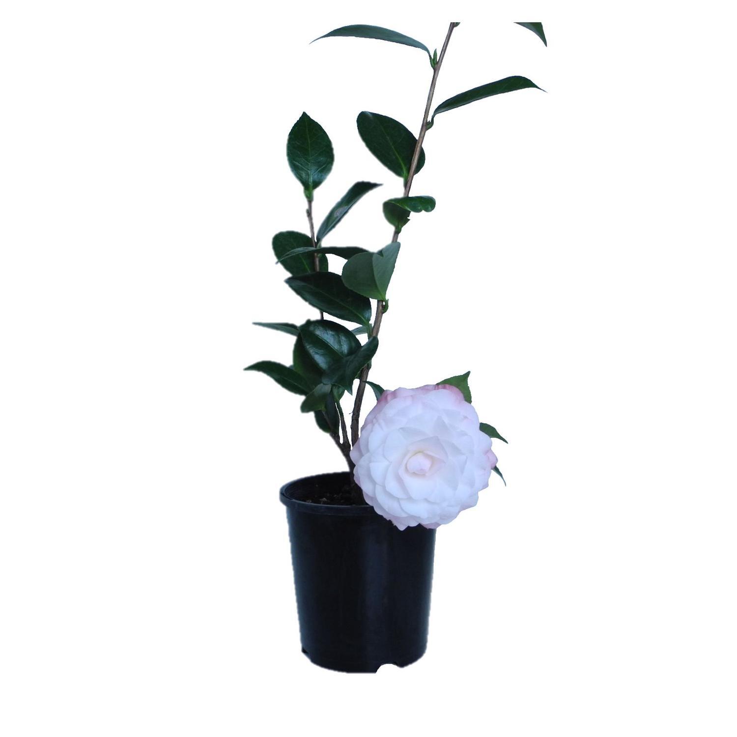 Camellia Desire