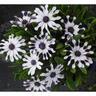 Osteospermum Starry Eyes