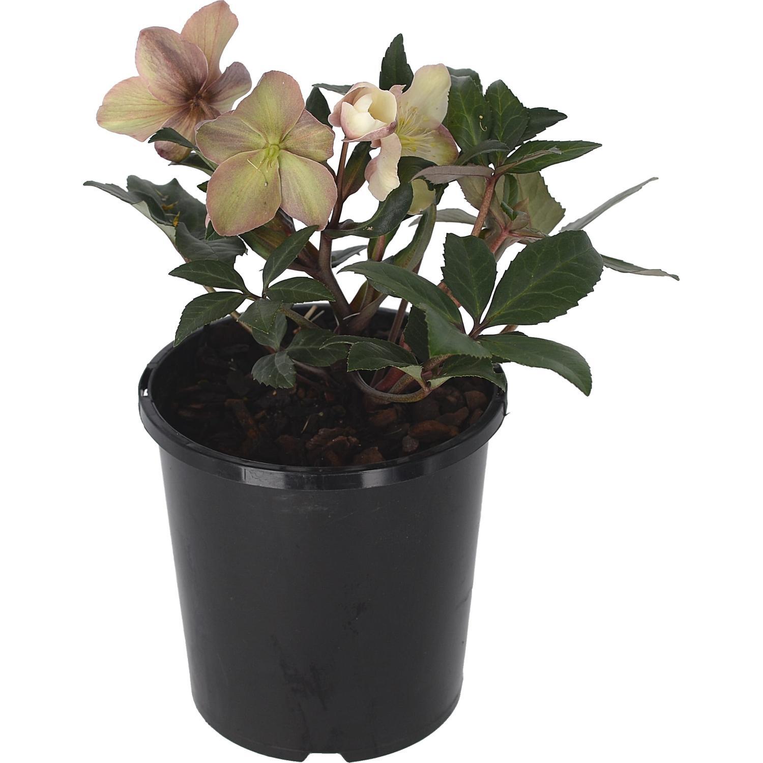 Hellebore HGC Camelot® 2.4L