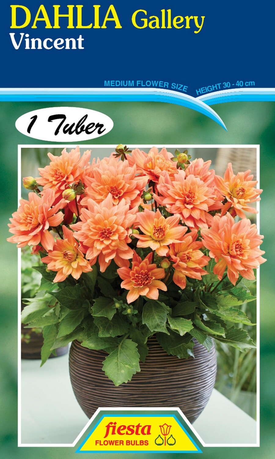 Dahlia Gallery Vincent 1 Pack