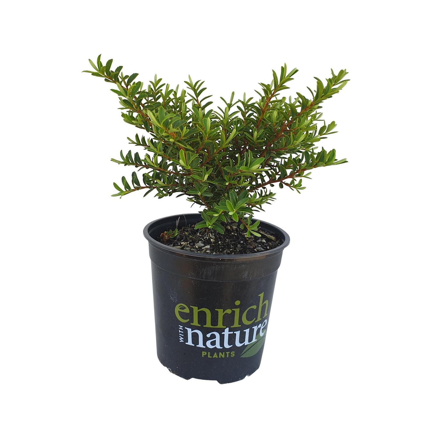Hebe Diosmifolia 'Wairau Beauty'